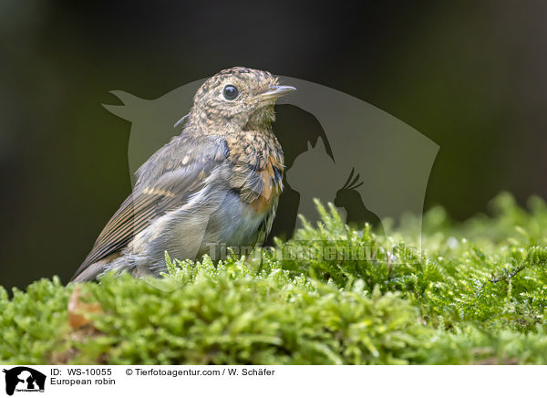 Rotkehlchen / European robin / WS-10055