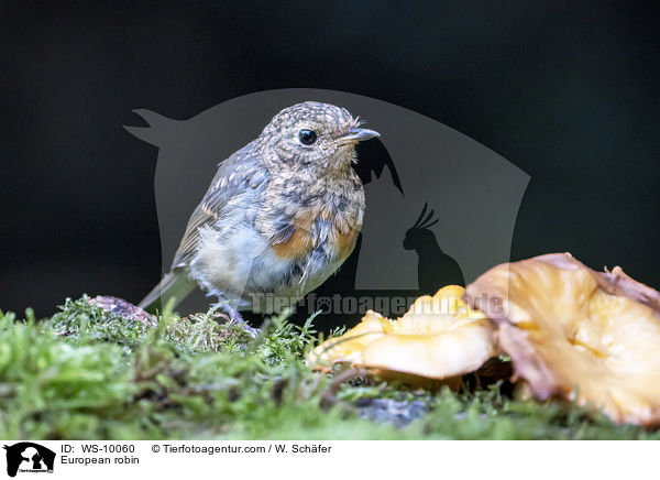 Rotkehlchen / European robin / WS-10060