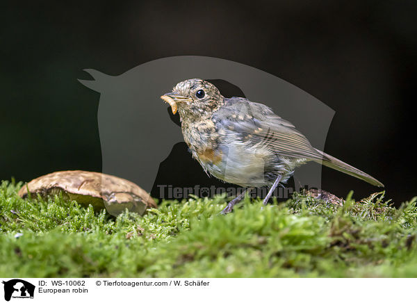 Rotkehlchen / European robin / WS-10062