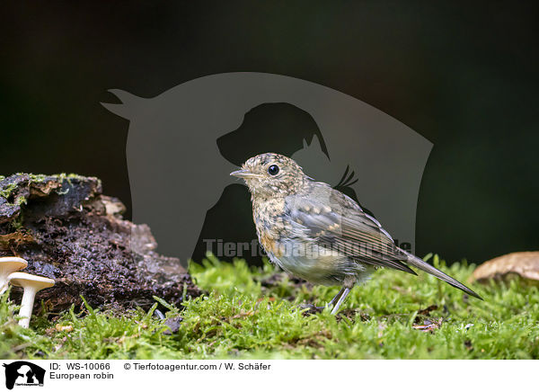 European robin / WS-10066