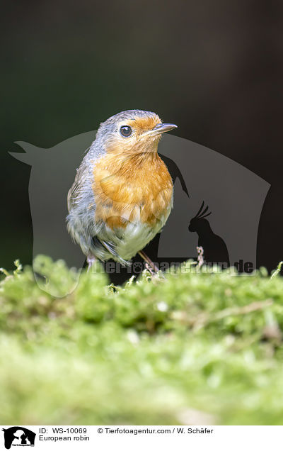 European robin / WS-10069