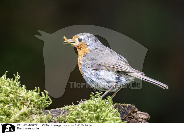 European robin / WS-10072