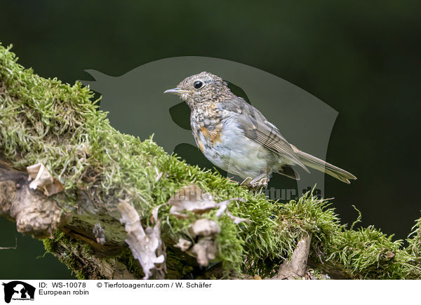 Rotkehlchen / European robin / WS-10078