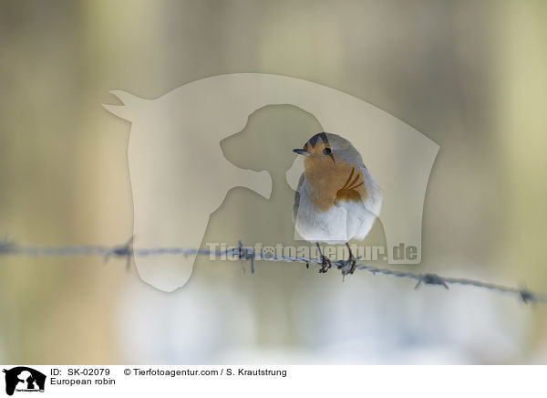 European robin / SK-02079