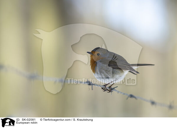 European robin / SK-02081