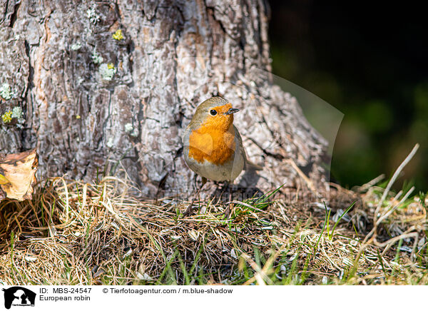 Rotkehlchen / European robin / MBS-24547