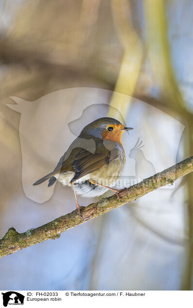 European robin / FH-02033