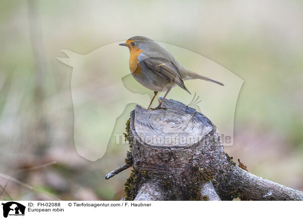 Rotkehlchen / European robin / FH-02088