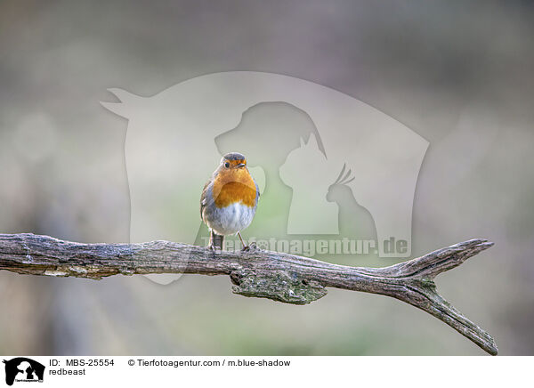 redbeast / MBS-25554