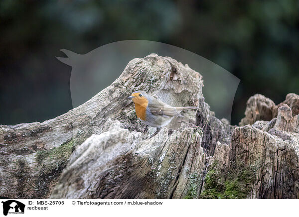 redbeast / MBS-25705
