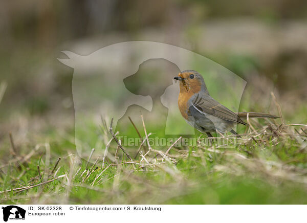 Rotkehlchen / European robin / SK-02328