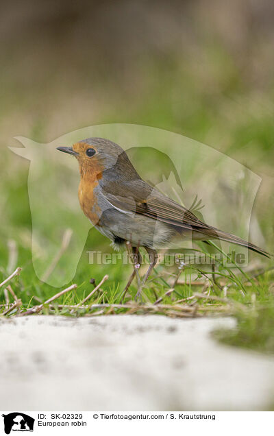 European robin / SK-02329