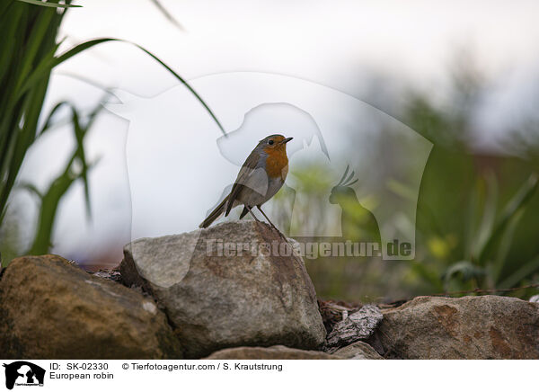 Rotkehlchen / European robin / SK-02330