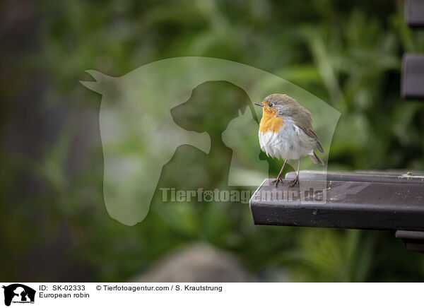 European robin / SK-02333