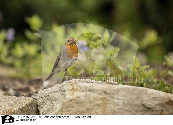 European robin / SK-02334