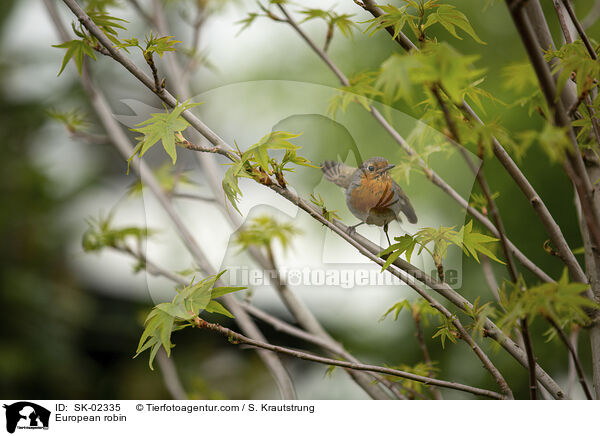 Rotkehlchen / European robin / SK-02335