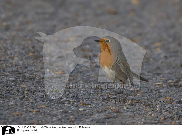 European robin / HB-02291