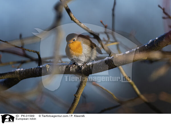 European robin / PK-01589