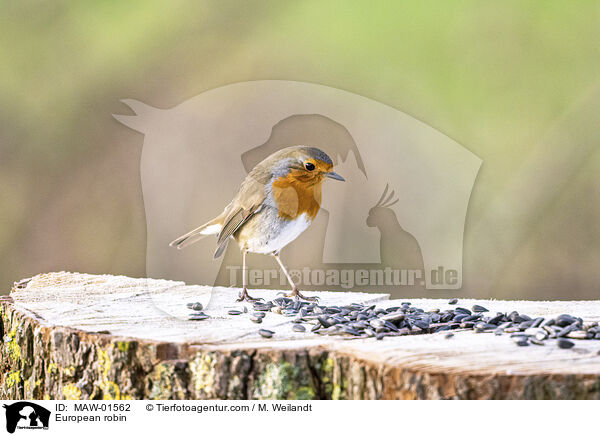 Rotkehlchen / European robin / MAW-01562