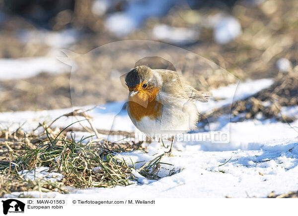 Rotkehlchen / European robin / MAW-01563