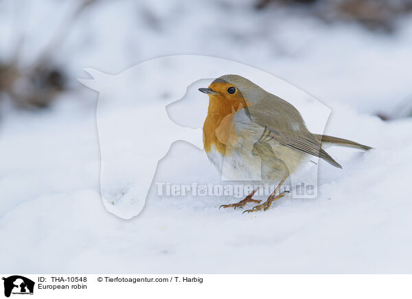 Rotkehlchen / European robin / THA-10548
