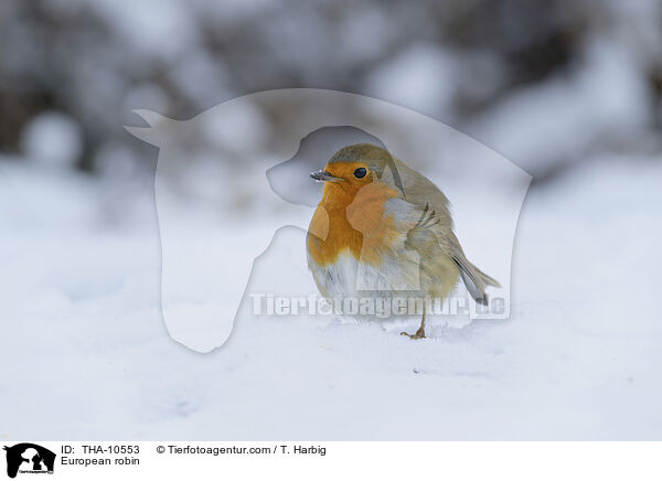 Rotkehlchen / European robin / THA-10553
