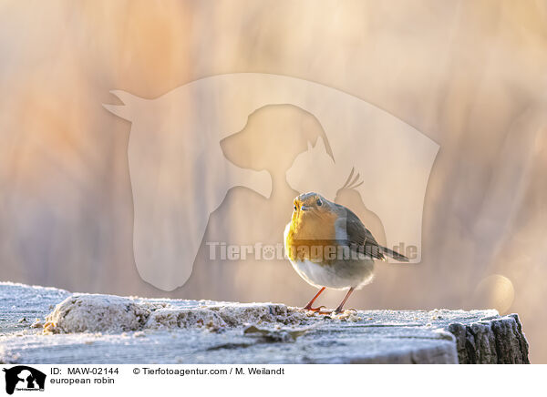 Rotkehlchen / european robin / MAW-02144