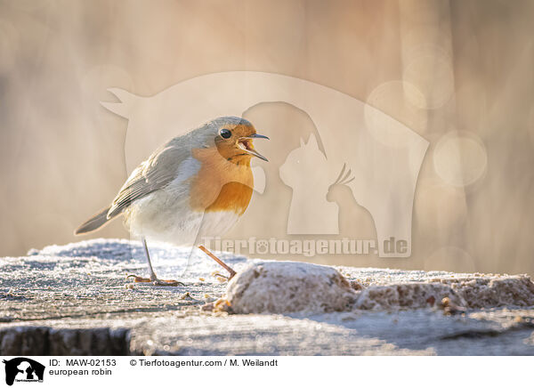 Rotkehlchen / european robin / MAW-02153