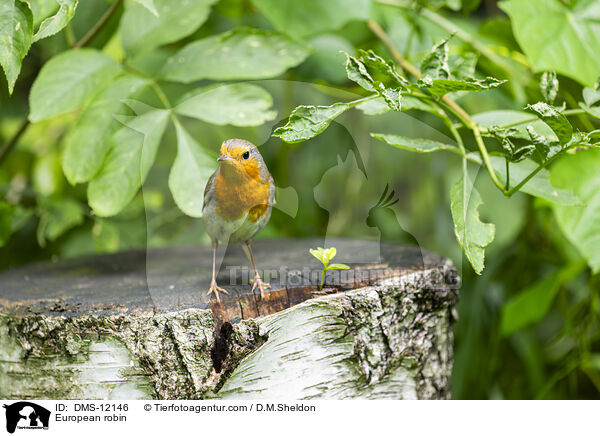 Rotkehlchen / European robin / DMS-12146