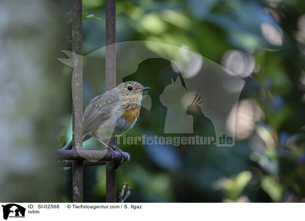Rotkehlchen / robin / SI-02568