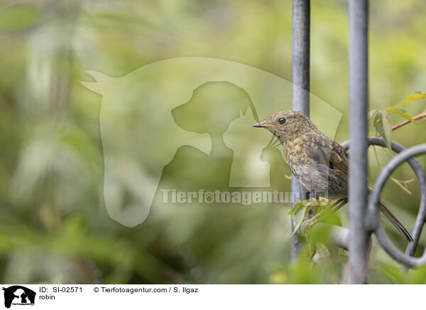 Rotkehlchen / robin / SI-02571