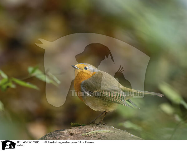 Rotkehlchen / robin / AVD-07981