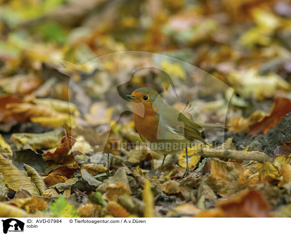 Rotkehlchen / robin / AVD-07984