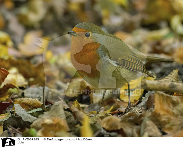 Rotkehlchen / robin / AVD-07985