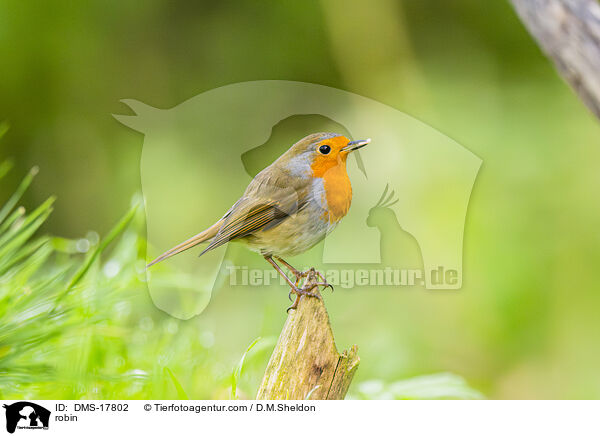 Rotkehlchen / robin / DMS-17802
