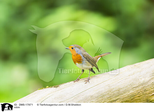 Rotkehlchen / robin / DMS-17871