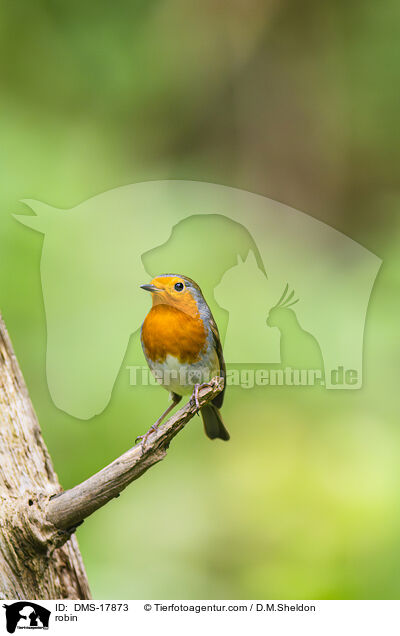 Rotkehlchen / robin / DMS-17873