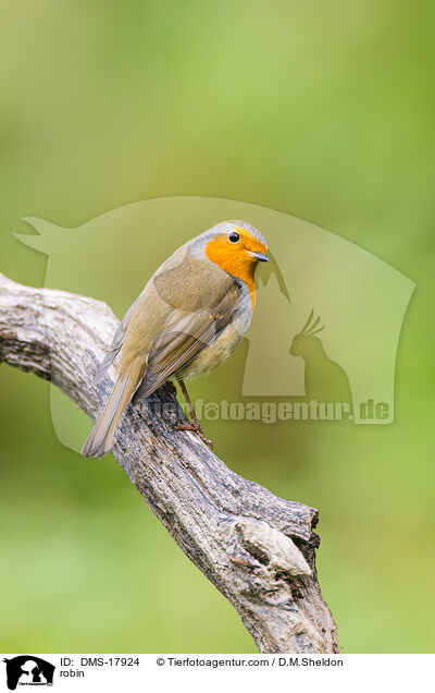 Rotkehlchen / robin / DMS-17924