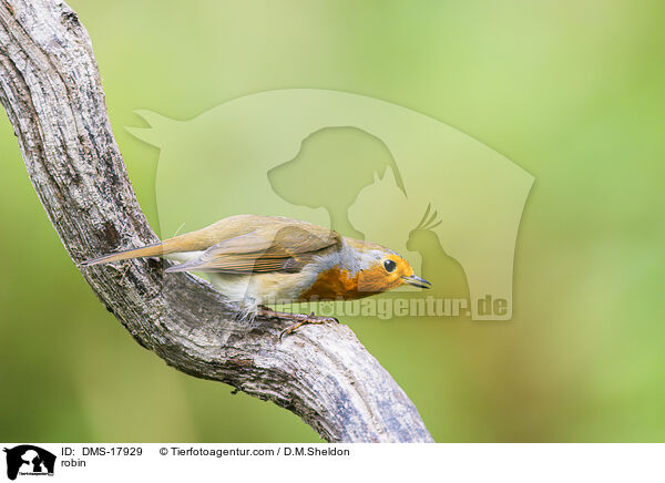 robin / DMS-17929