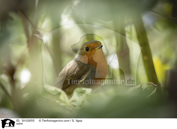 Rotkehlchen / robin / SI-02655
