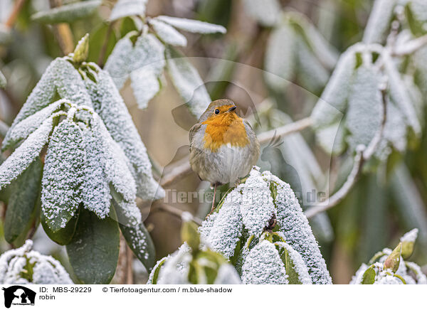 Rotkehlchen / robin / MBS-29229