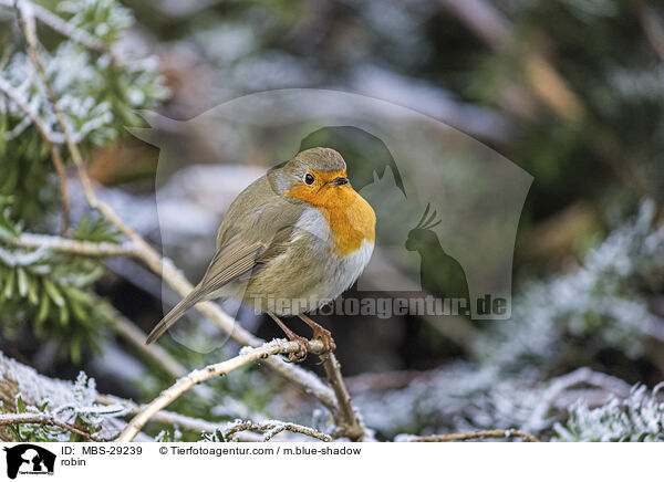 Rotkehlchen / robin / MBS-29239