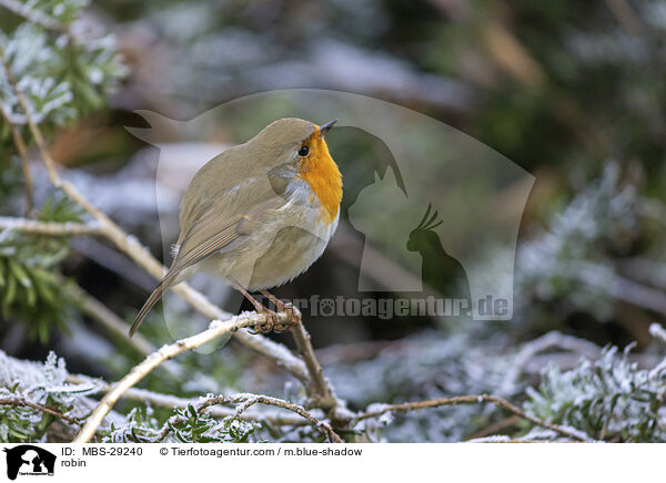 Rotkehlchen / robin / MBS-29240