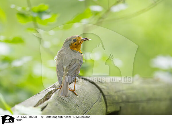 Rotkehlchen / robin / DMS-18208