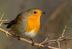 European Robin