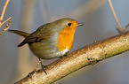 European Robin