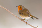 European Robin