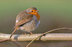 European Robin