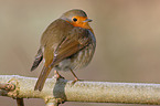 European Robin