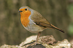 European Robin